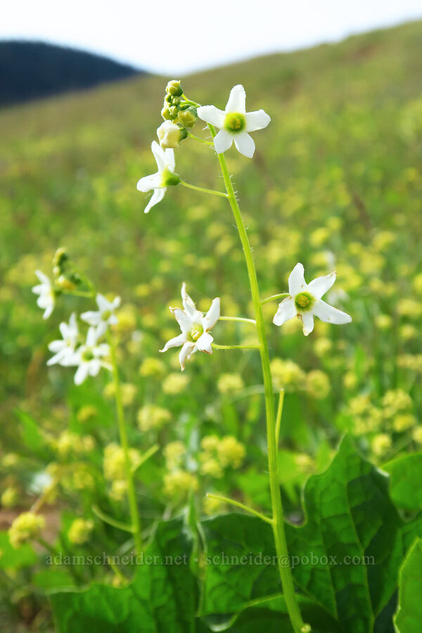 manroot flowers (Marah oregana (Marah oreganus)) [Tracy Hill, Klickitat County, Washington]
