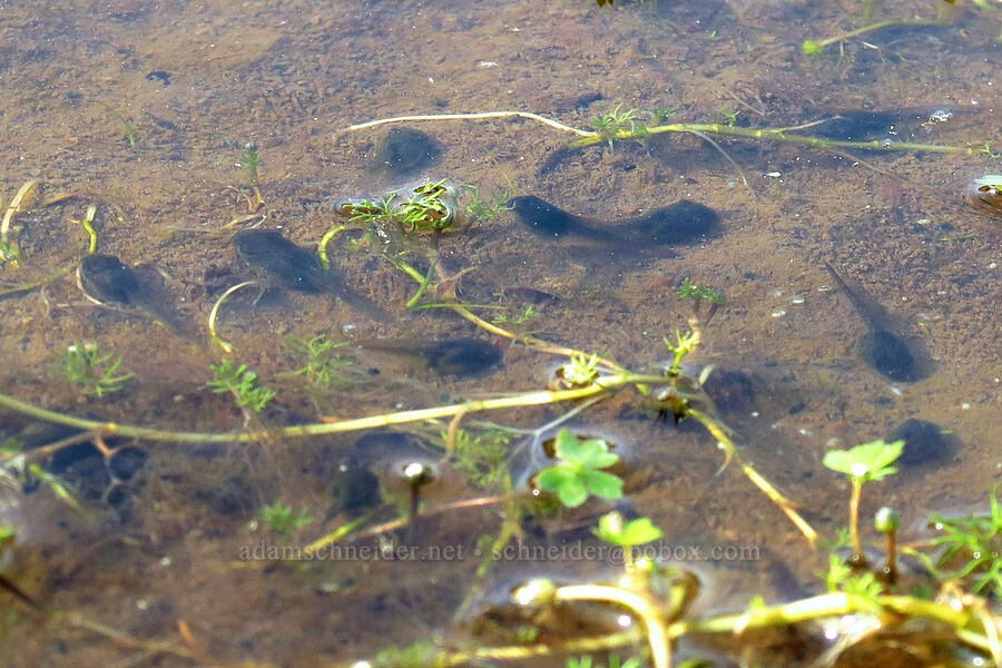 tadpoles [Tracy Hill, Klickitat County, Washington]