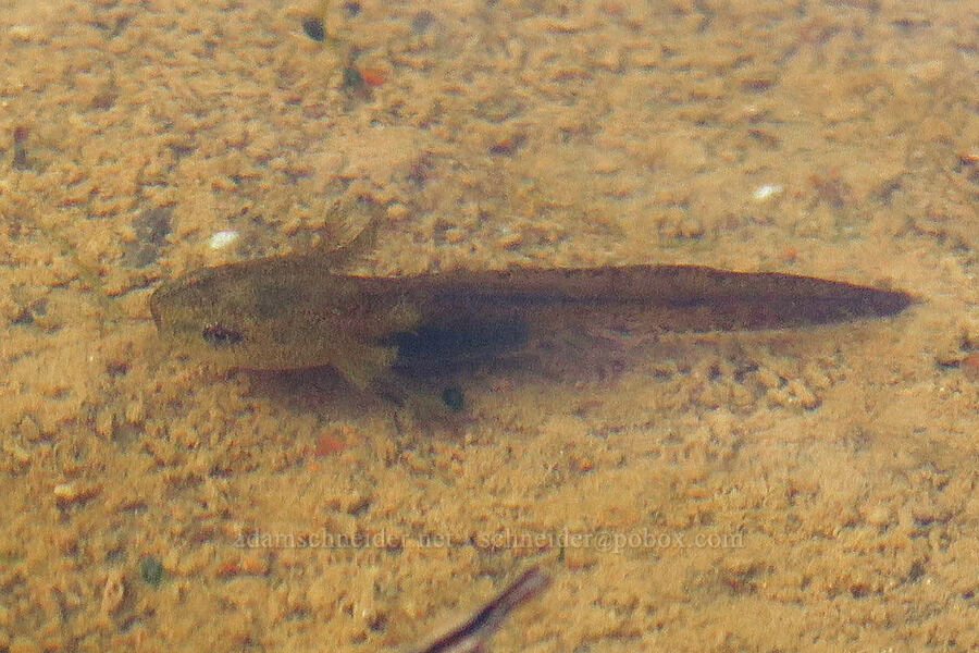 salamander tadpole (Ambystoma sp.) [Tracy Hill, Klickitat County, Washington]