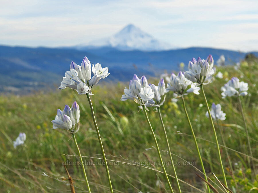 bi-colored cluster lilies (Triteleia grandiflora var. howellii (Brodiaea bicolor)) [Tracy Hill, Klickitat County, Washington]
