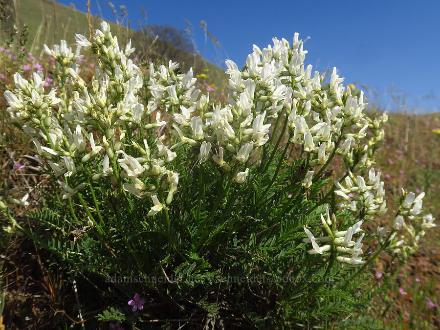 Yakima milk-vetch (Astragalus reventiformis) [Columbia Hills Natural Area Preserve, Klickitat County, Washington]