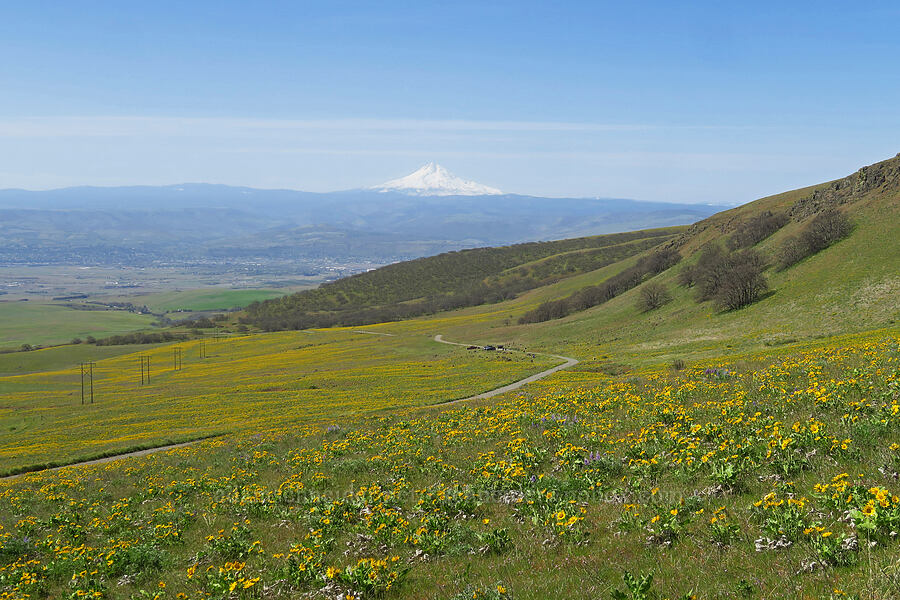 balsamroot & Mount Hood (Balsamorhiza sp.) [Columbia Hills Natural Area Preserve, Klickitat County, Washington]