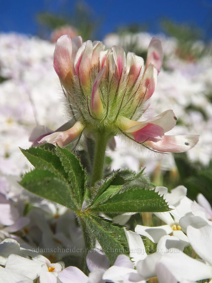 big-head clover & Hood's phlox (Trifolium macrocephalum, Phlox hoodii var. canescens) [Columbia Hills Natural Area Preserve, Klickitat County, Washington]