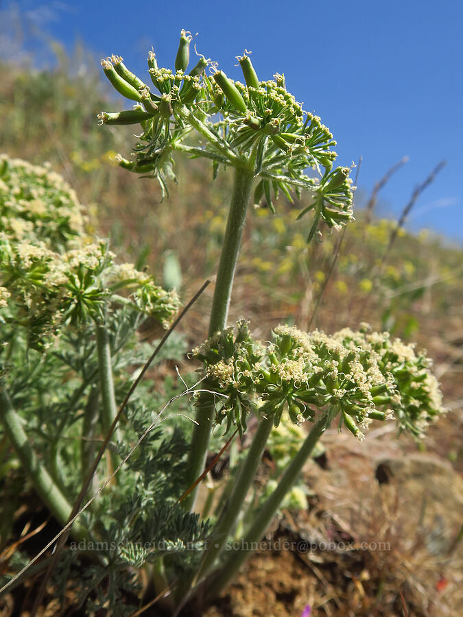 big-seed biscuitroot (Lomatium macrocarpum) [Columbia Hills Natural Area Preserve, Klickitat County, Washington]