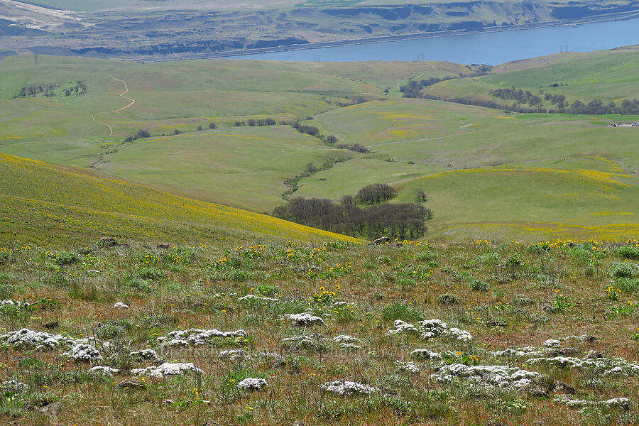 Hood's phlox & distant balsamroot (Phlox hoodii ssp. canescens (Phlox canescens), Balsamorhiza sp.) [Columbia Hills Natural Area Preserve, Klickitat County, Washington]
