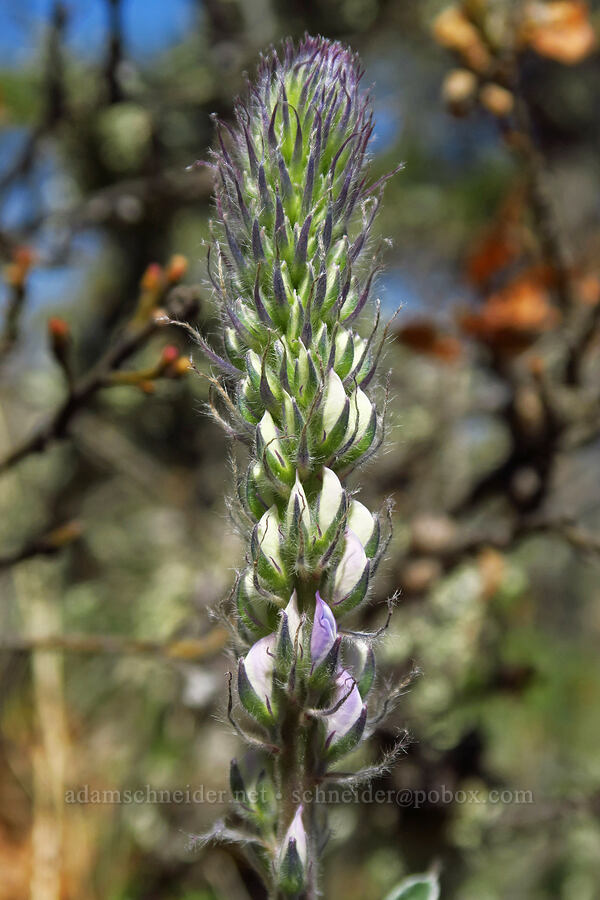 lupine, budding (Lupinus sp.) [Columbia Hills Natural Area Preserve, Klickitat County, Washington]