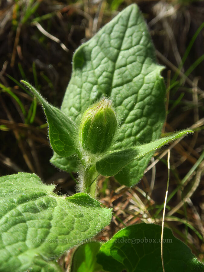 heart-leaf arnica (Arnica cordifolia) [Columbia Hills Natural Area Preserve, Klickitat County, Washington]