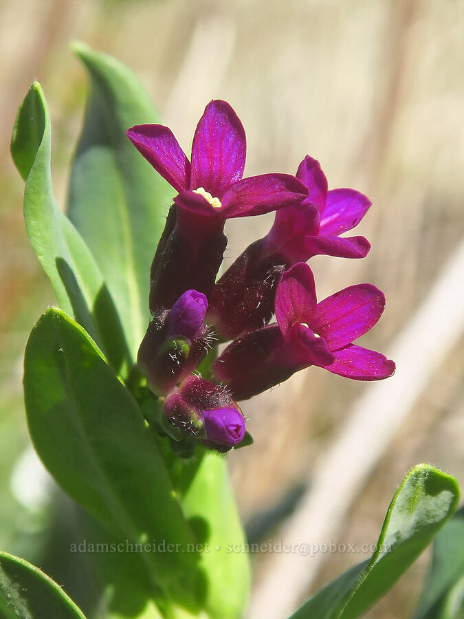 purple rock-cress (Boechera atrorubens (Arabis sparsiflora var. atrorubens)) [Columbia Hills Natural Area Preserve, Klickitat County, Washington]
