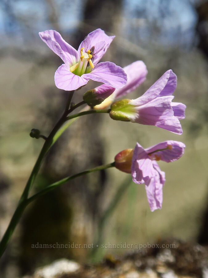oaks toothwort (Cardamine nuttallii) [Columbia Hills Natural Area Preserve, Klickitat County, Washington]