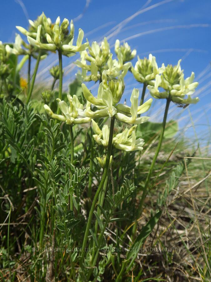 Yakima milk-vetch (Astragalus reventiformis) [Stacker Butte, Klickitat County, Washington]