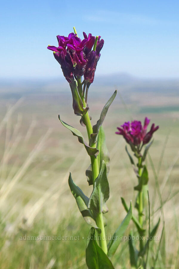 purple rock-cress (Boechera atrorubens (Arabis sparsiflora var. atrorubens)) [Stacker Butte, Klickitat County, Washington]