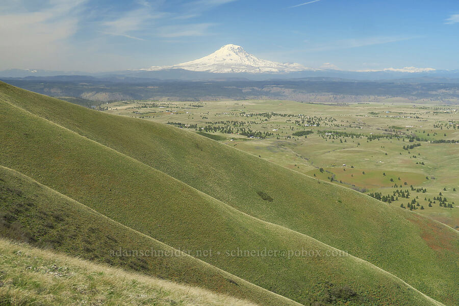 Mount Adams [polarized] [Stacker Butte, Klickitat County, Washington]