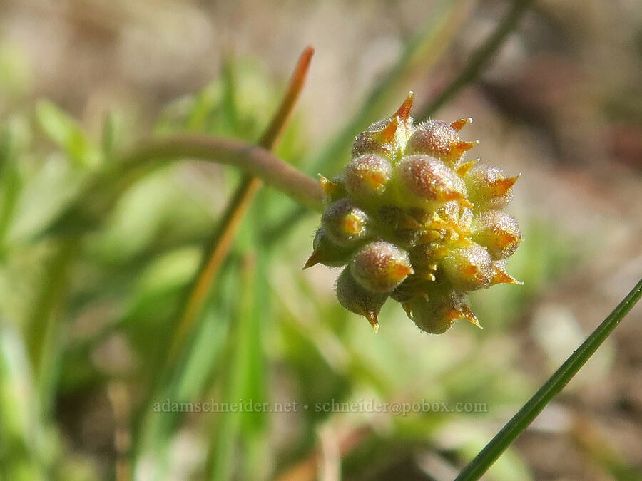 Dalles Mountain buttercup, going to seed (Ranunculus triternatus (Ranunculus reconditus)) [Stacker Butte, Klickitat County, Washington]