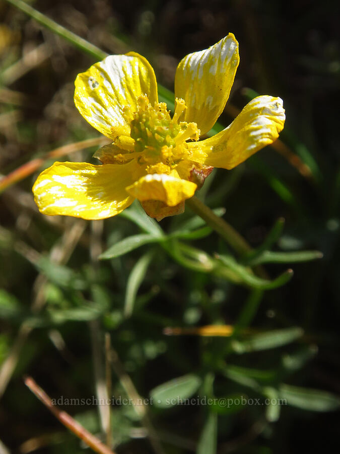 Dalles Mountain buttercup, fading (Ranunculus triternatus (Ranunculus reconditus)) [Stacker Butte, Klickitat County, Washington]