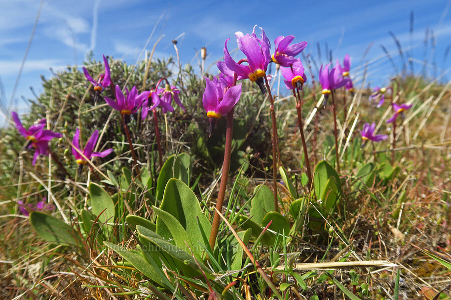desert shooting-stars (Dodecatheon conjugens (Primula conjugens)) [Stacker Butte, Klickitat County, Washington]