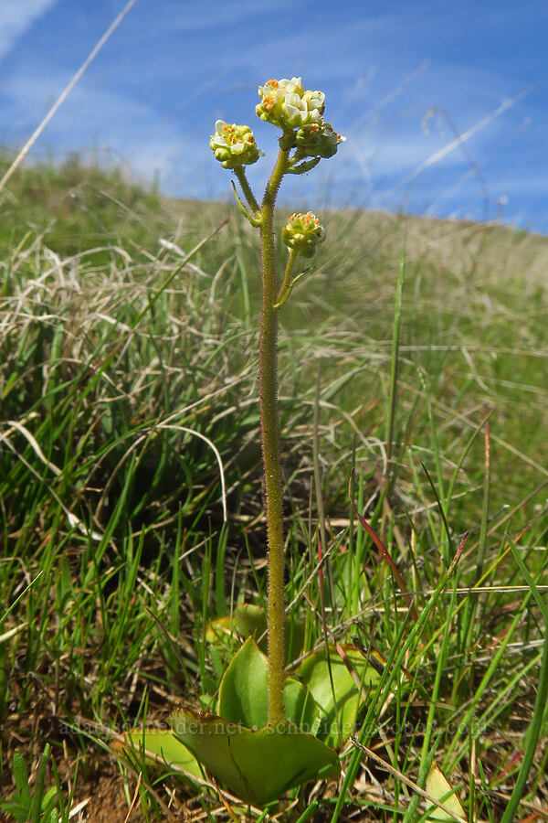 brittle-leaf saxifrage (Micranthes fragosa (Saxifraga integrifolia var. claytoniifolia)) [Columbia Hills Natural Area Preserve, Klickitat County, Washington]