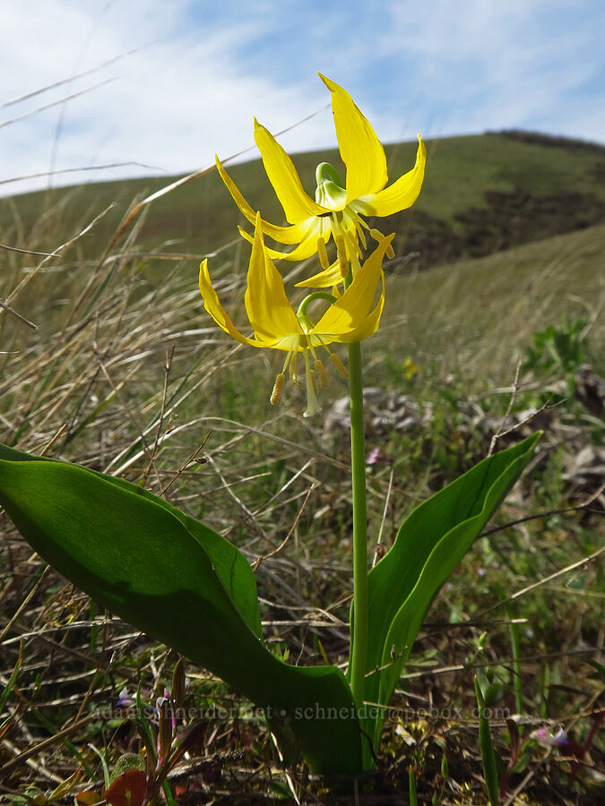 glacier lilies (Erythronium grandiflorum) [Columbia Hills Natural Area Preserve, Klickitat County, Washington]