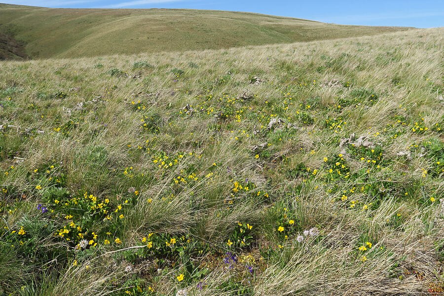 upland yellow violets (Viola praemorsa (Viola nuttallii var. praemorsa)) [Columbia Hills Natural Area Preserve, Klickitat County, Washington]