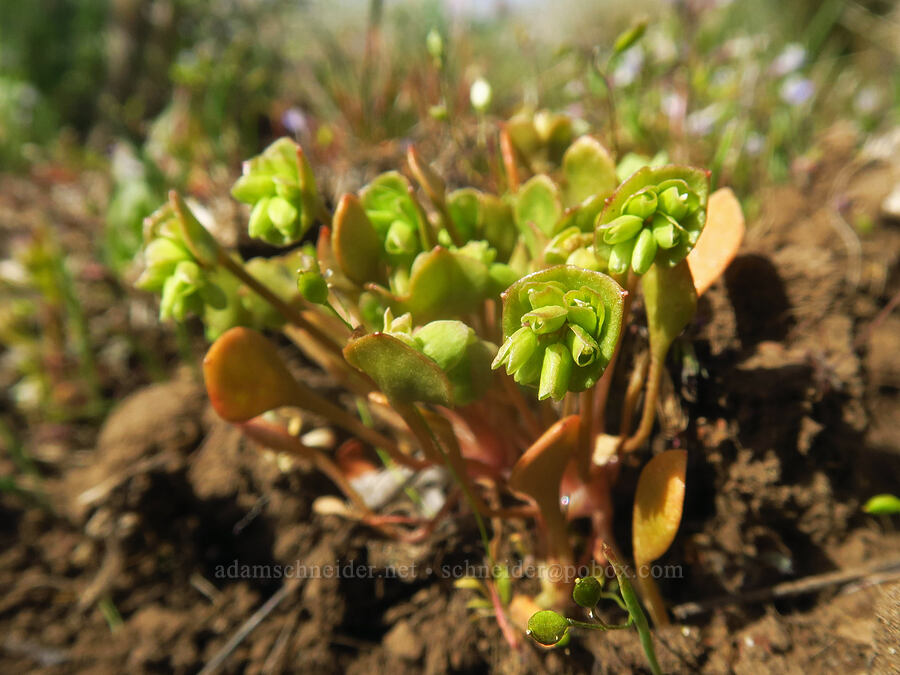 red-stem miner's lettuce (Claytonia rubra (Montia rubra)) [Columbia Hills Natural Area Preserve, Klickitat County, Washington]