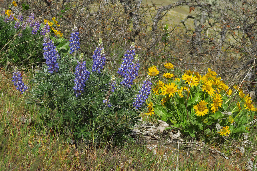 lupines & balsamroot (Lupinus sp., Balsamorhiza sp.) [Columbia Hills Natural Area Preserve, Klickitat County, Washington]