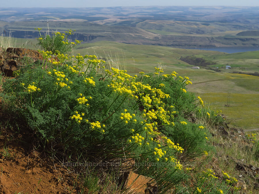 pungent desert parsley (Lomatium papilioniferum (Lomatium grayi)) [Columbia Hills State Park, Klickitat County, Washington]