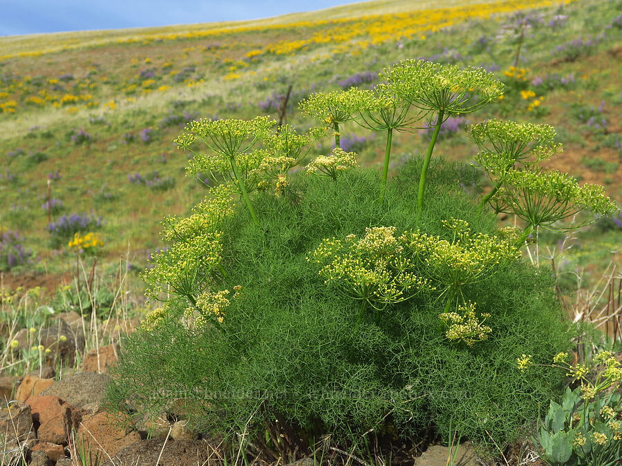 Klickitat desert parsley (Lomatium klickitatense (Lomatium grayi)) [Dalles Mountain Road, Klickitat County, Washington]