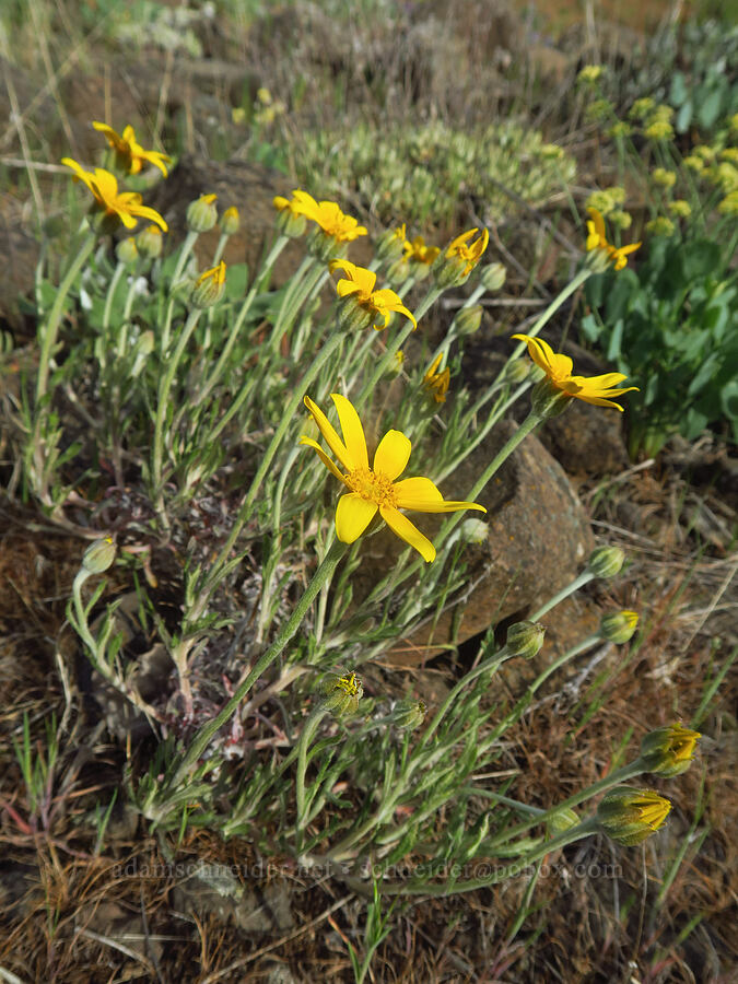 Oregon sunshine (Eriophyllum lanatum) [Dalles Mountain Road, Klickitat County, Washington]