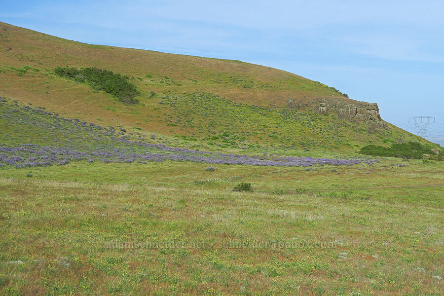 distant lupines (Lupinus sp.) [Dalles Mountain Road, Klickitat County, Washington]