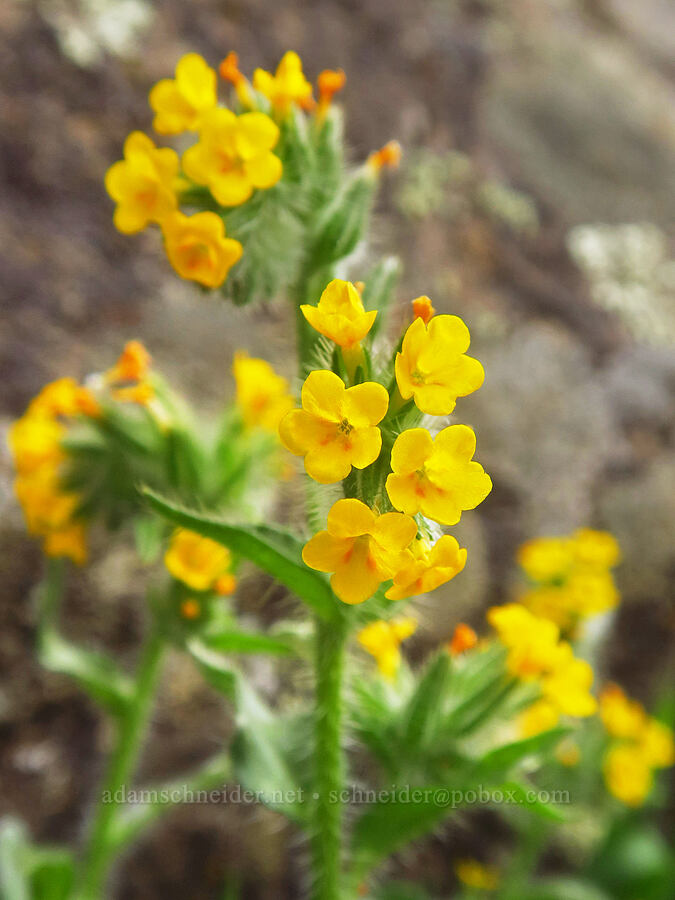 bugloss fiddleneck (Amsinckia lycopsoides) [Horsethief Butte, Klickitat County, Washington]