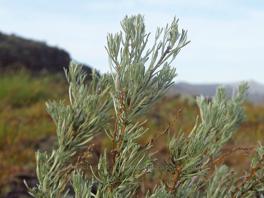 cut-leaf sagebrush (Artemisia tripartita) [Horsethief Butte, Klickitat County, Washington]