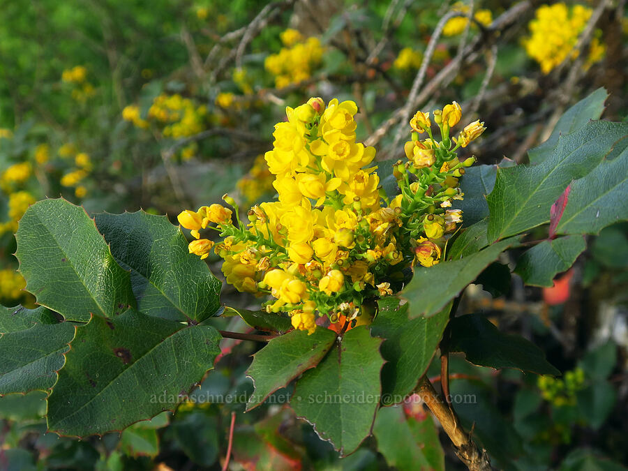 tall Oregon-grape (Mahonia aquifolium (Berberis aquifolium)) [Horsethief Butte, Klickitat County, Washington]