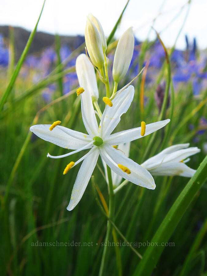 white camas (Camassia leichtlinii ssp. suksdorfii) [Horsethief Butte, Klickitat County, Washington]