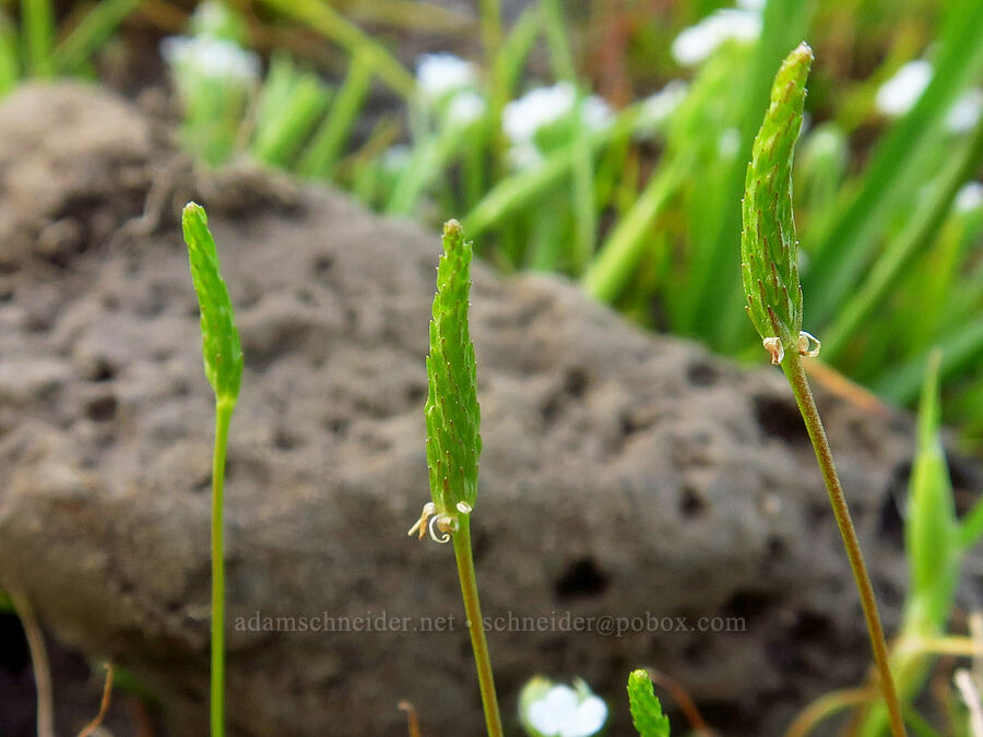 least mouse-tail, going to seed (Myosurus minimus) [Horsethief Butte, Klickitat County, Washington]