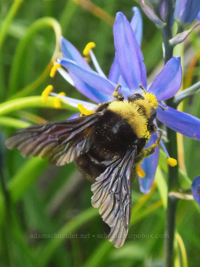 yellow-faced bumblebee on camas (Bombus vosnesenskii, Camassia leichtlinii ssp. suksdorfii) [Horsethief Butte, Klickitat County, Washington]