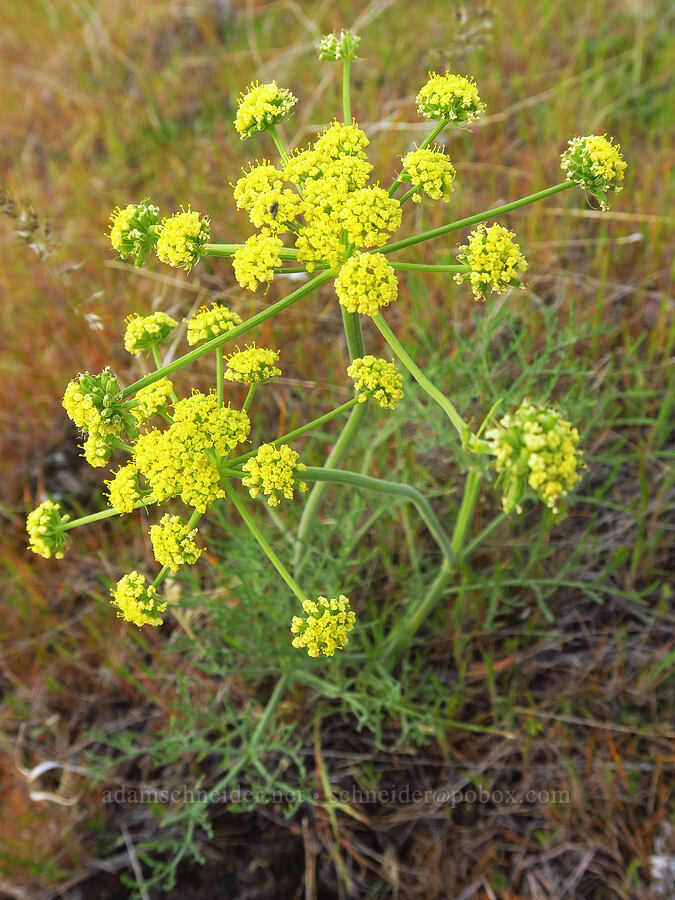 nine-leaf desert parsley (Lomatium triternatum var. brevifolium) [Horsethief Butte, Klickitat County, Washington]