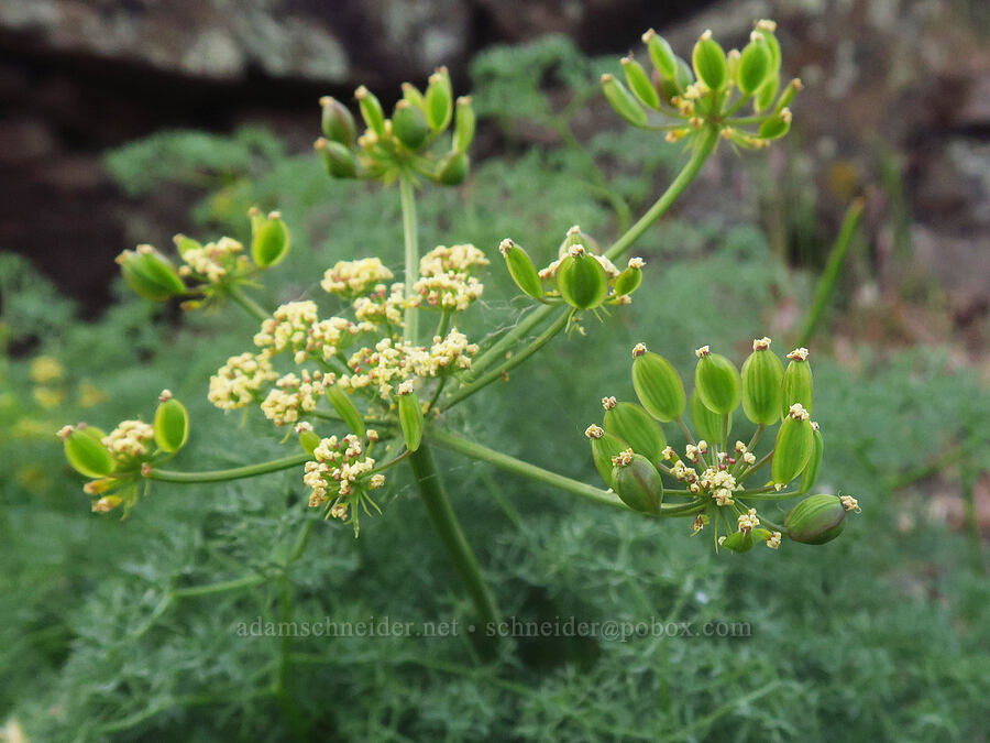 pungent desert parsley, going to seed (Lomatium papilioniferum (Lomatium grayi)) [Highway 14, Klickitat County, Washington]