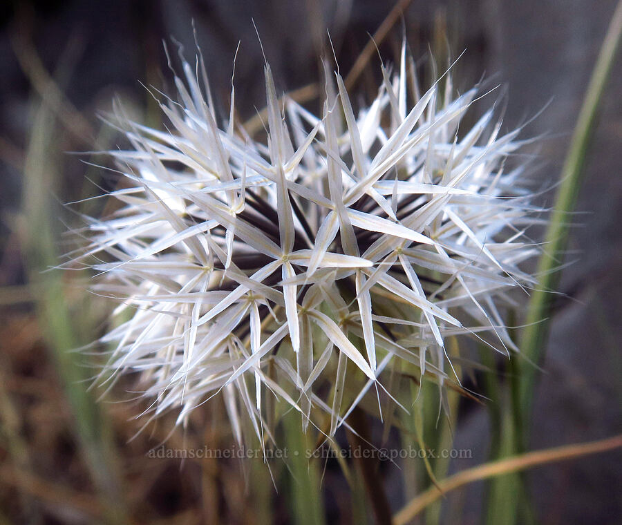 silverpuffs seeds (Uropappus lindleyi (Microseris lindleyi)) [Highway 14, Klickitat County, Washington]