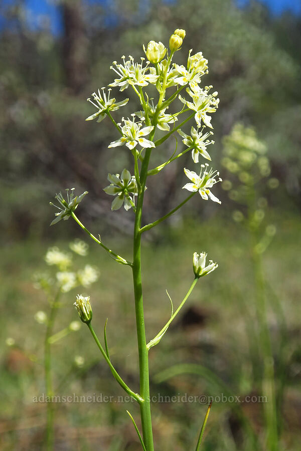 death-camas (Toxicoscordion venenosum (Zigadenus venenosus)) [Eight Dollar Mountain Botanical Area, Josephine County, Oregon]