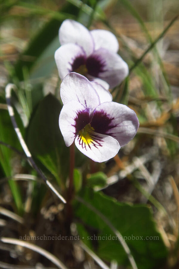 wedge-leaf violet (Viola cuneata) [Eight Dollar Mountain Botanical Area, Josephine County, Oregon]