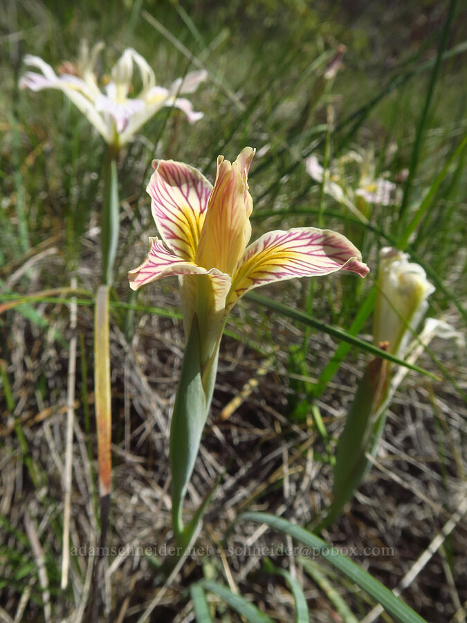 yellow-leaf iris (Iris chrysophylla) [Eight Dollar Mountain Botanical Area, Josephine County, Oregon]