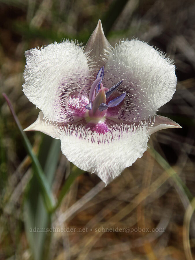 Tolmie's mariposa lily (Calochortus tolmiei) [Eight Dollar Mountain Botanical Area, Josephine County, Oregon]