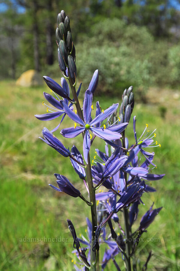 great camas (Camassia leichtlinii ssp. suksdorfii) [Eight Dollar Mountain Botanical Area, Josephine County, Oregon]