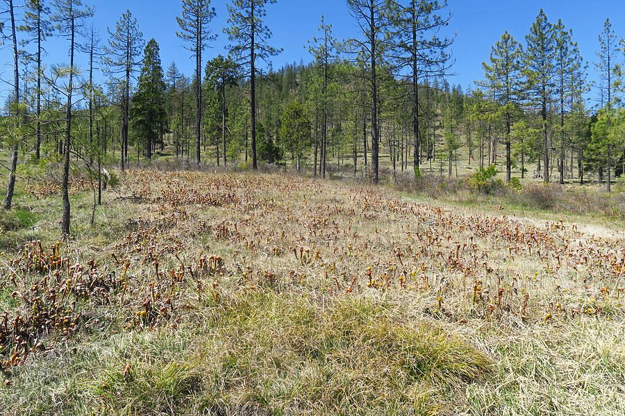 pitcher plant fen (Darlingtonia californica) [Days Gulch Botanical Area, Josephine County, Oregon]