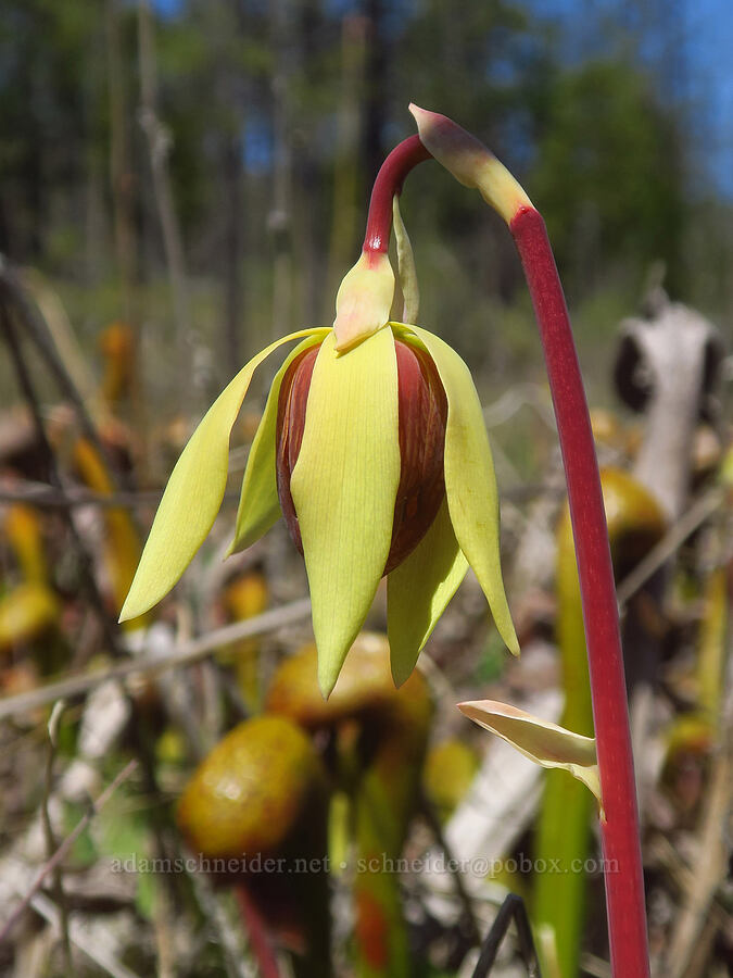 California pitcher plant flower (Darlingtonia californica) [Days Gulch Botanical Area, Josephine County, Oregon]