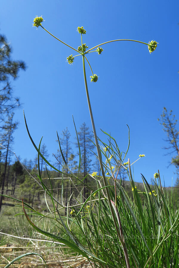 nine-leaf desert parsley (Lomatium triternatum) [Days Gulch Botanical Area, Josephine County, Oregon]