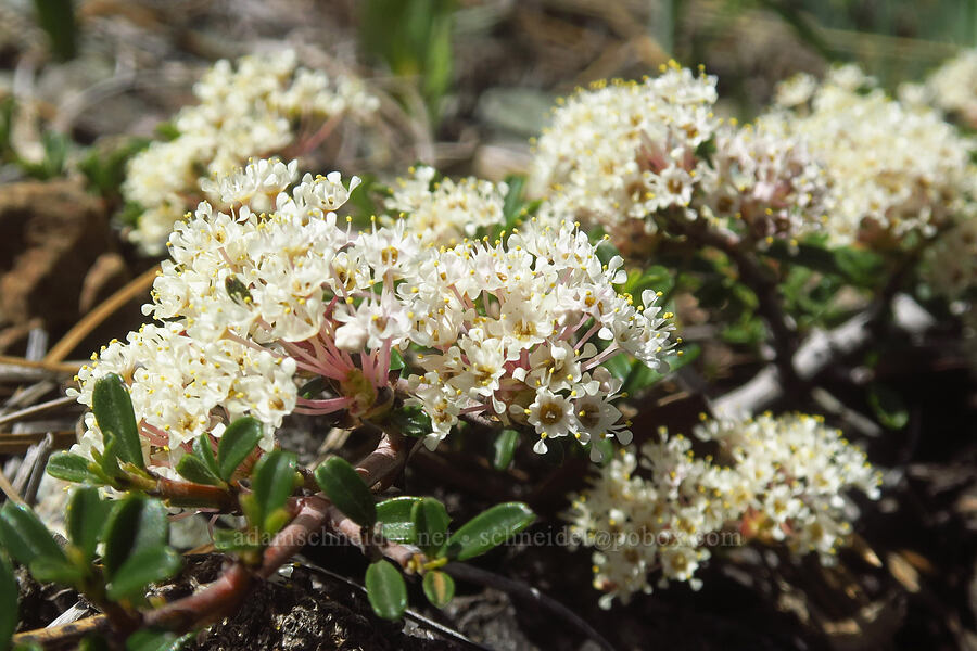 white Siskiyou mat (Ceanothus pumilus) [Days Gulch Botanical Area, Josephine County, Oregon]