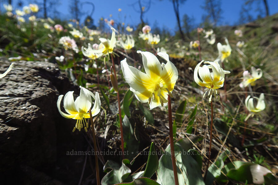 lemon fawn lilies (Erythronium citrinum) [Days Gulch Botanical Area, Josephine County, Oregon]
