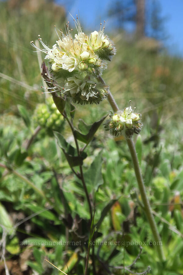 serpentine phacelia (Phacelia corymbosa) [Days Gulch Botanical Area, Josephine County, Oregon]