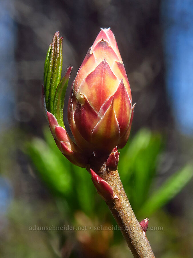 western azalea, budding (Rhododendron occidentale) [Days Gulch Botanical Area, Josephine County, Oregon]