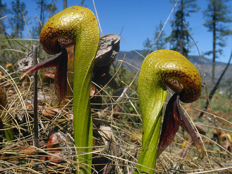 California pitcher plants (Darlingtonia californica) [Days Gulch Botanical Area, Josephine County, Oregon]